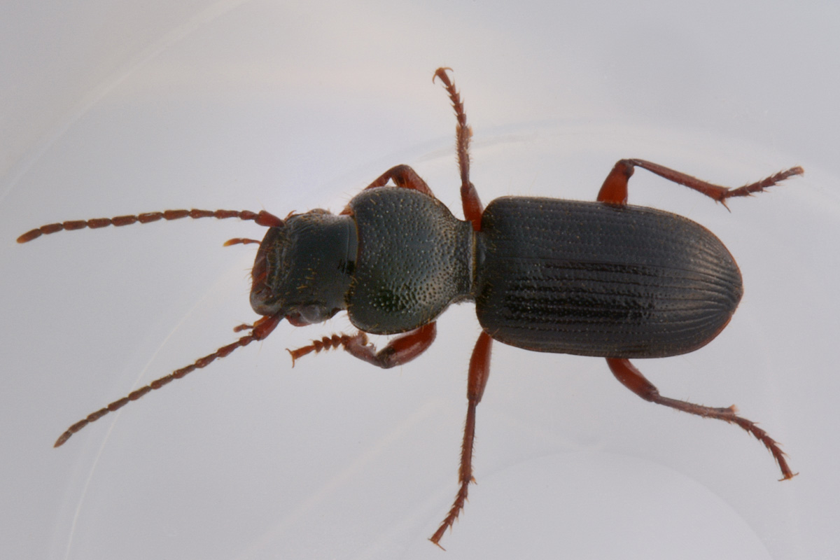 Carabidae: Carterus fulvipes